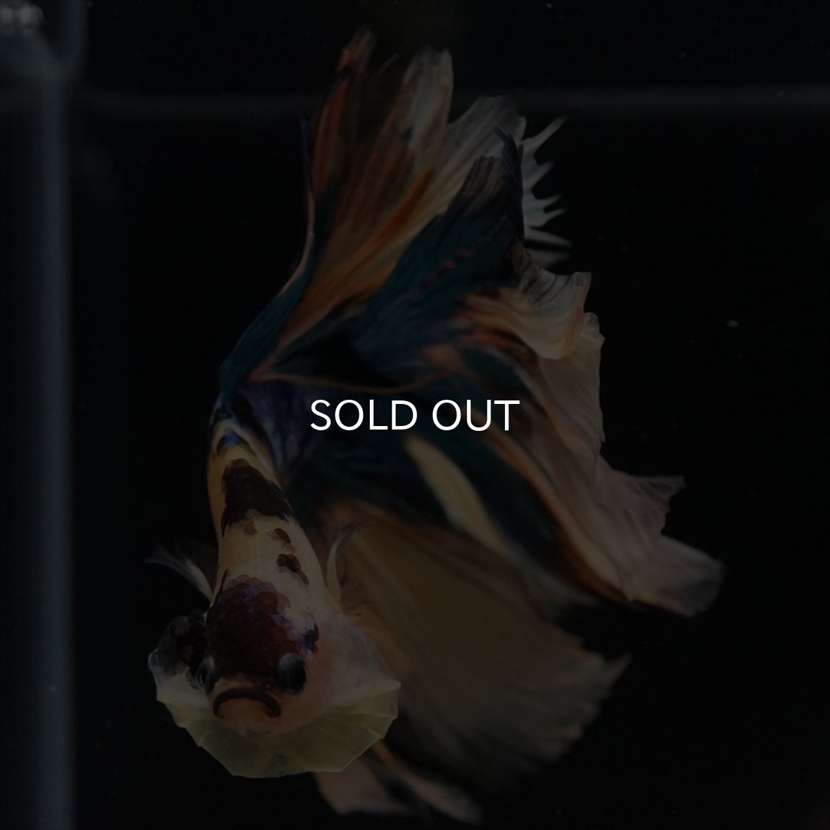 画像6: HM　イエロータイガーギャラクシー (6)