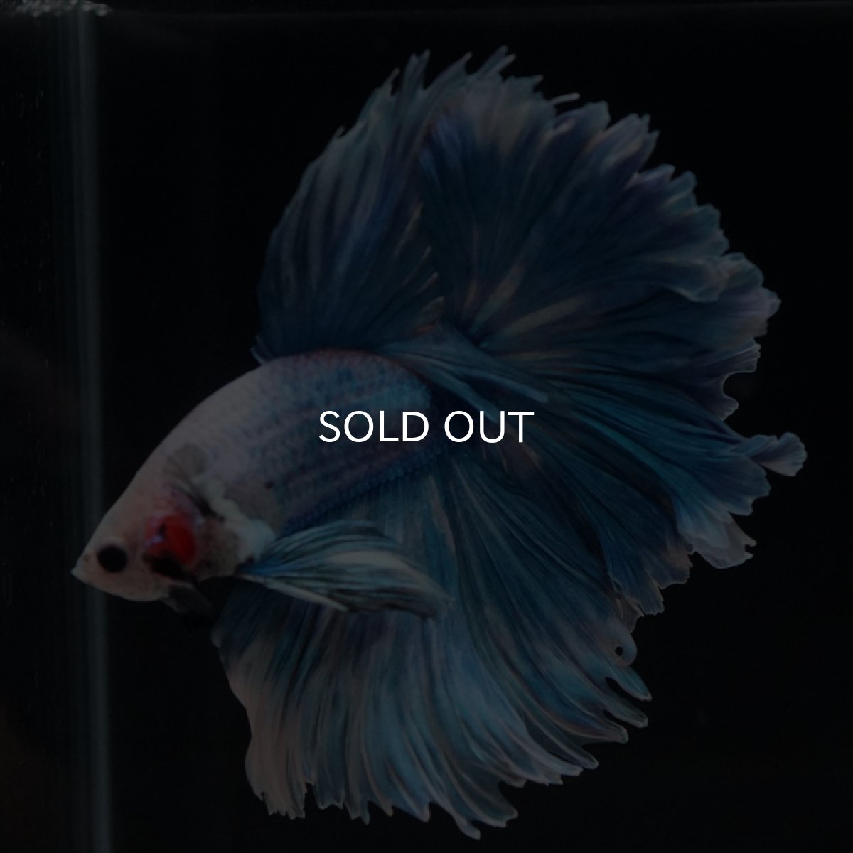 画像4: HM　ファンシーブルー　ローズテール (4)