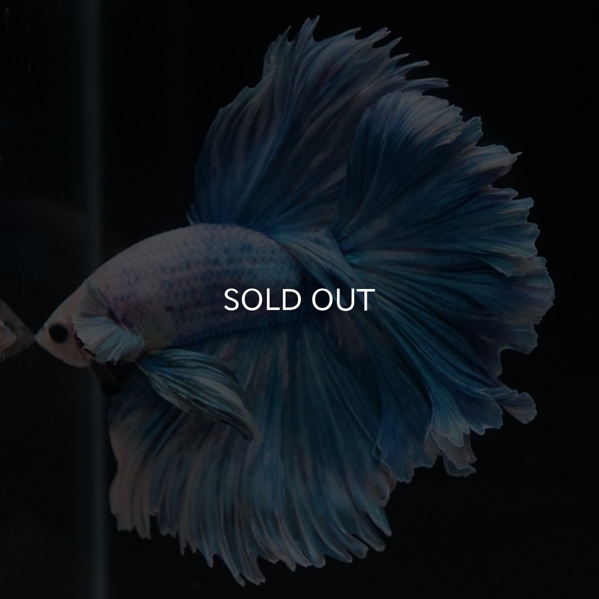 画像2: HM　ファンシーブルー　ローズテール (2)