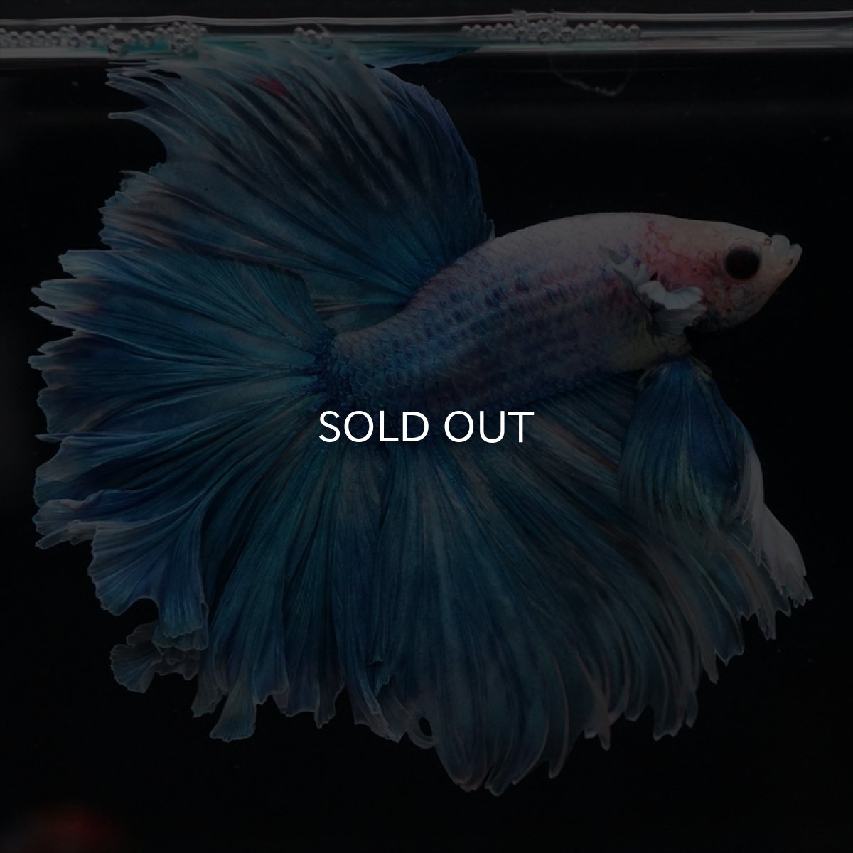 画像3: HM　ファンシーブルー　ローズテール (3)