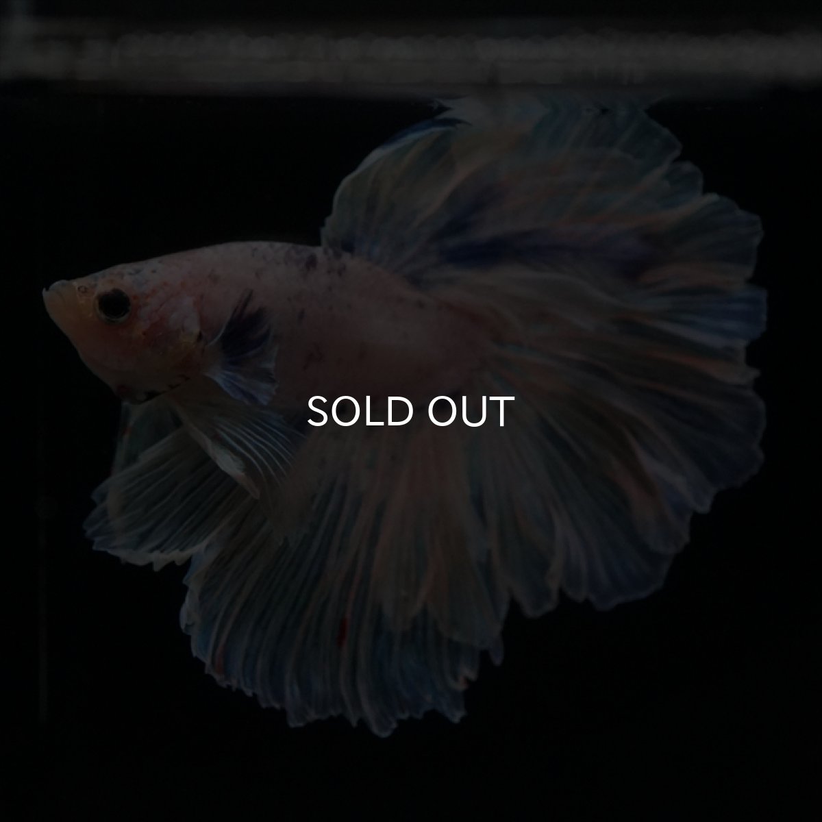 画像13: HM　ホワイトファンシー　ローズテール (13)