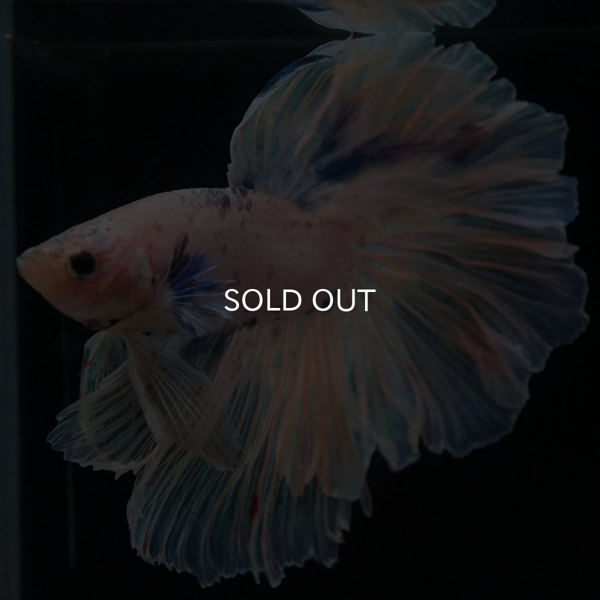 画像12: HM　ホワイトファンシー　ローズテール (12)