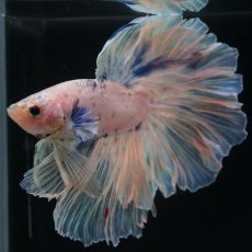 画像12: HM　ホワイトファンシー　ローズテール (12)