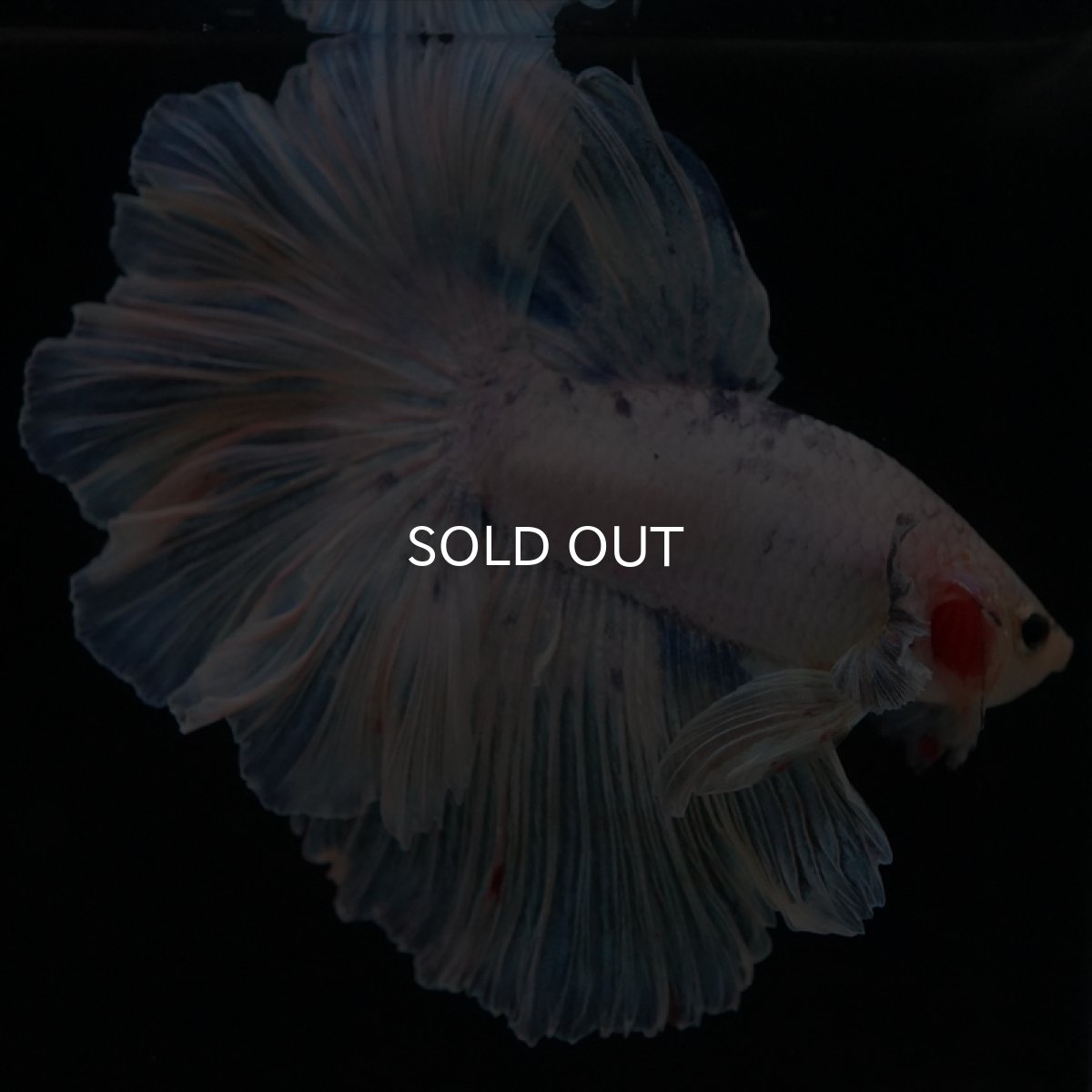 画像11: HM　ホワイトファンシー　ローズテール (11)