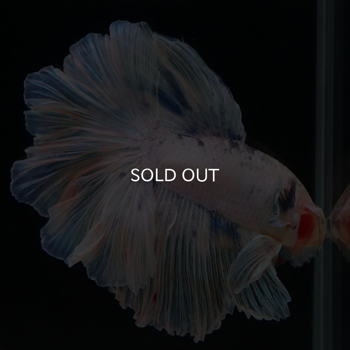 画像10: HM　ホワイトファンシー　ローズテール (10)