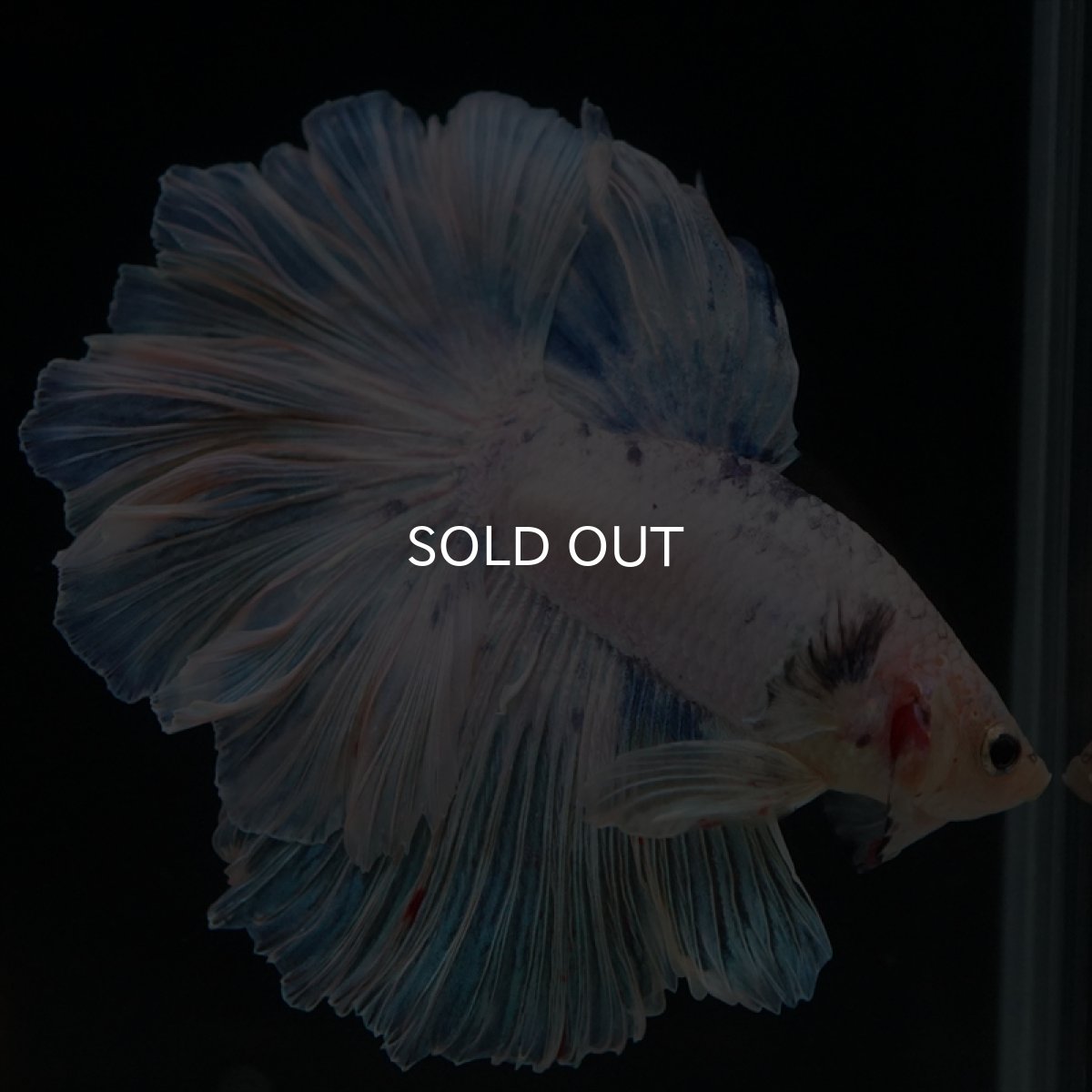 画像9: HM　ホワイトファンシー　ローズテール (9)