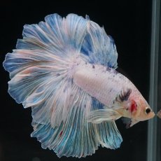 画像9: HM　ホワイトファンシー　ローズテール (9)