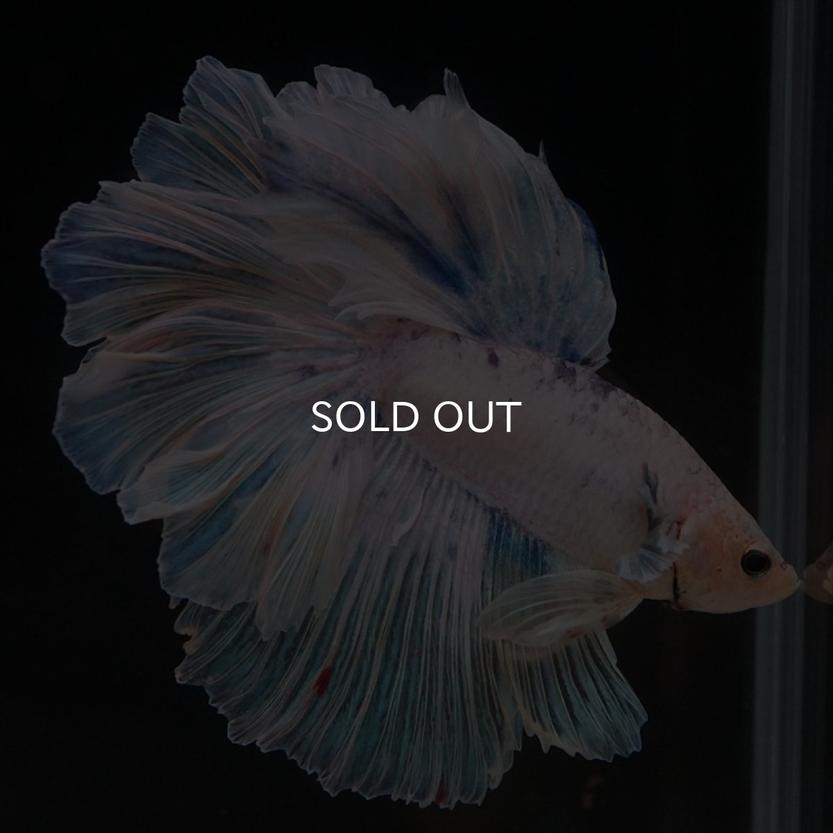 画像4: HM　ホワイトファンシー　ローズテール (4)