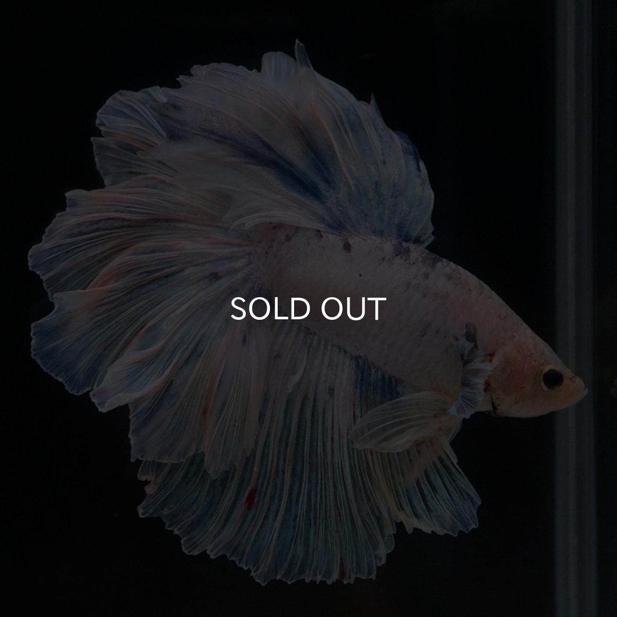 画像8: HM　ホワイトファンシー　ローズテール (8)