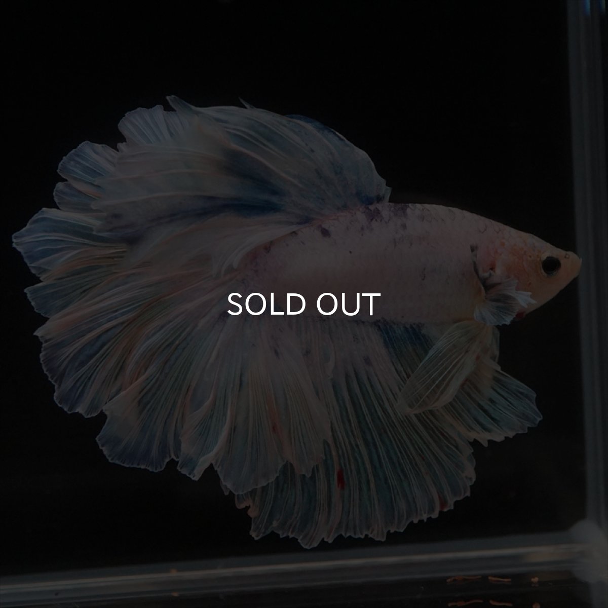 画像7: HM　ホワイトファンシー　ローズテール (7)