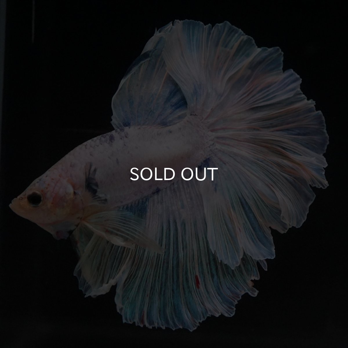 画像2: HM　ホワイトファンシー　ローズテール (2)