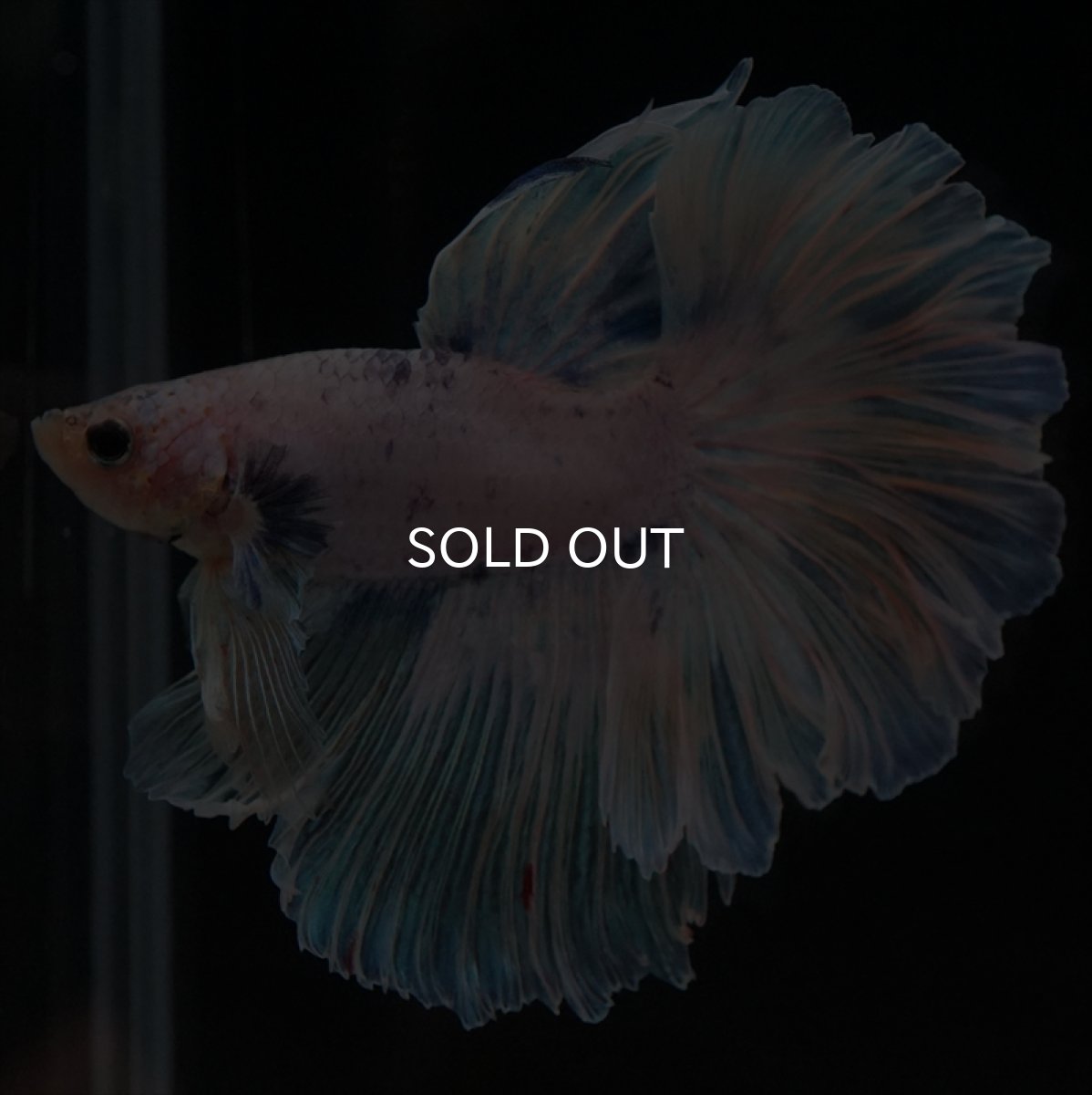 画像5: HM　ホワイトファンシー　ローズテール (5)