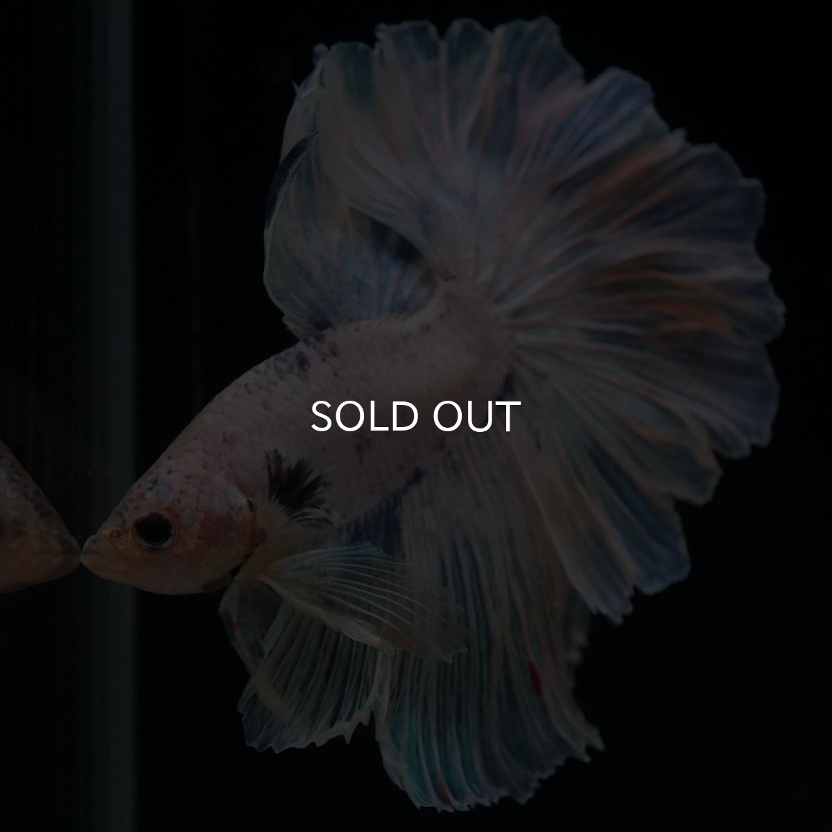 画像3: HM　ホワイトファンシー　ローズテール (3)