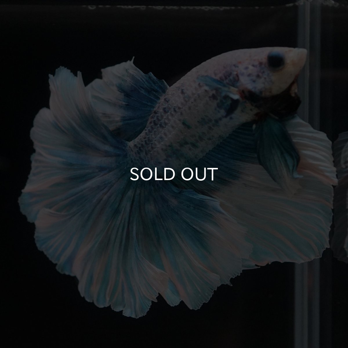 画像13: HM　ファンシーブルー　ローズテール (13)