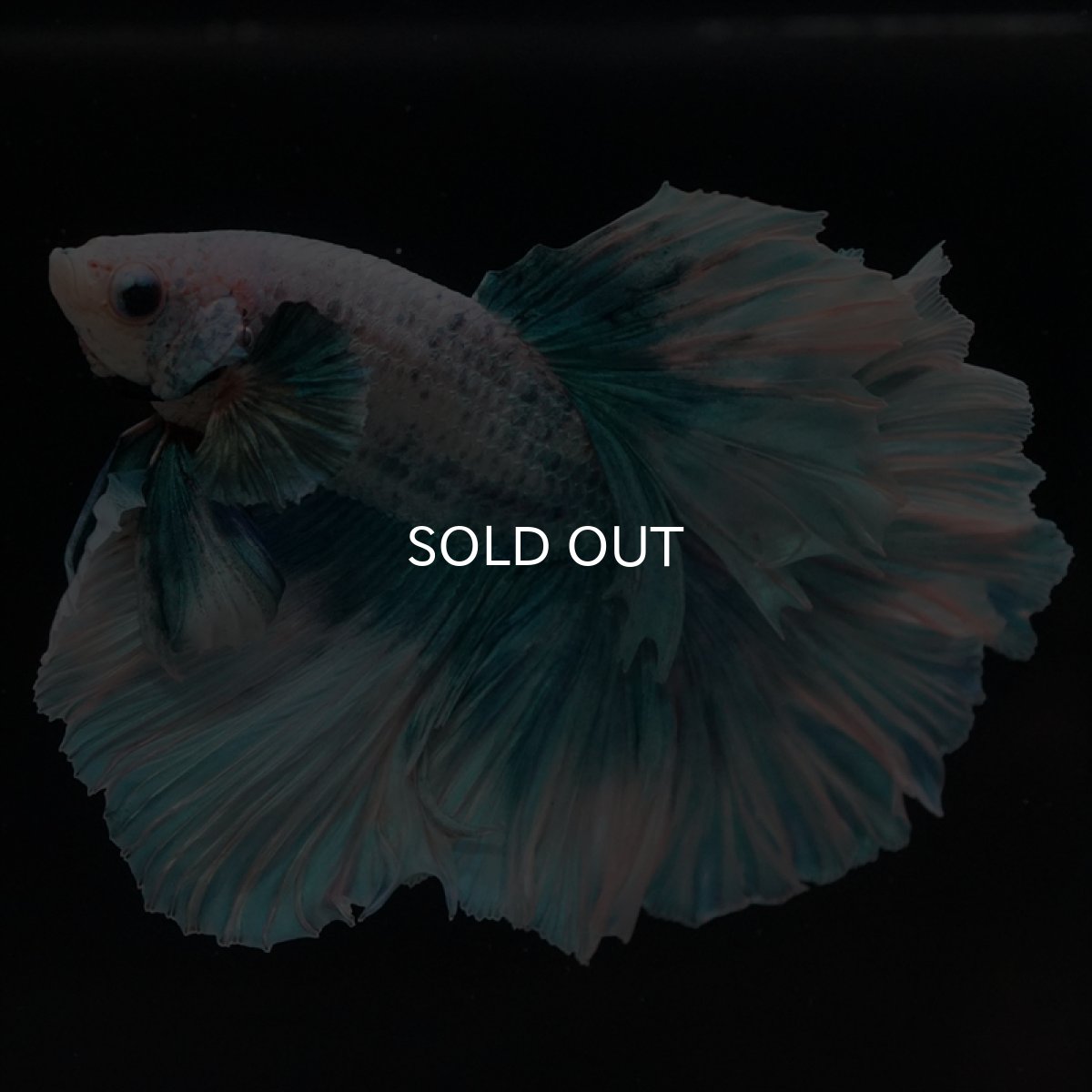 画像12: HM　ファンシーブルー　ローズテール (12)