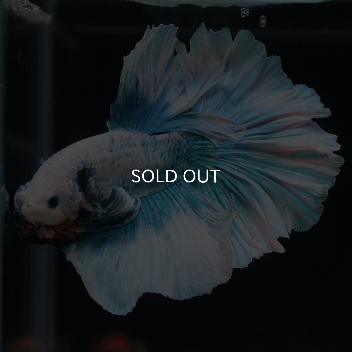 画像11: HM　ファンシーブルー　ローズテール (11)