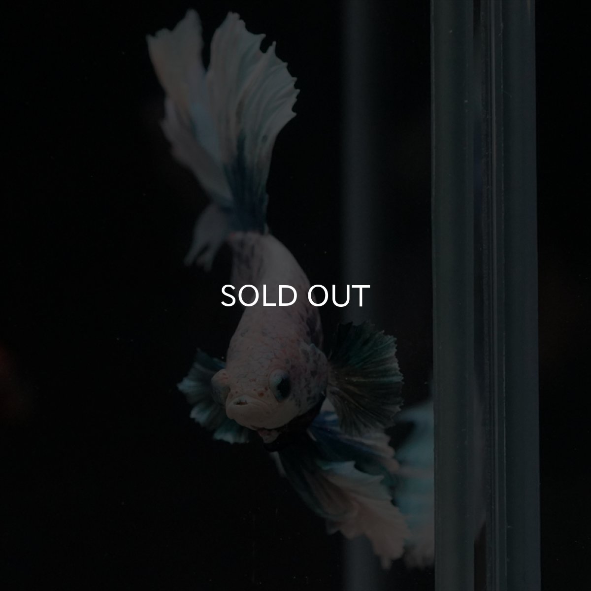 画像10: HM　ファンシーブルー　ローズテール (10)