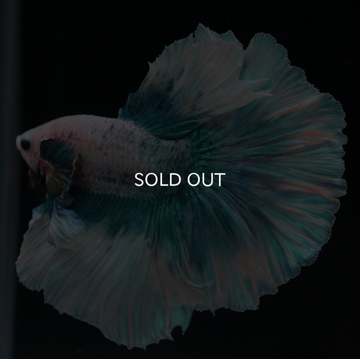 画像8: HM　ファンシーブルー　ローズテール (8)