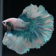 画像8: HM　ファンシーブルー　ローズテール (8)
