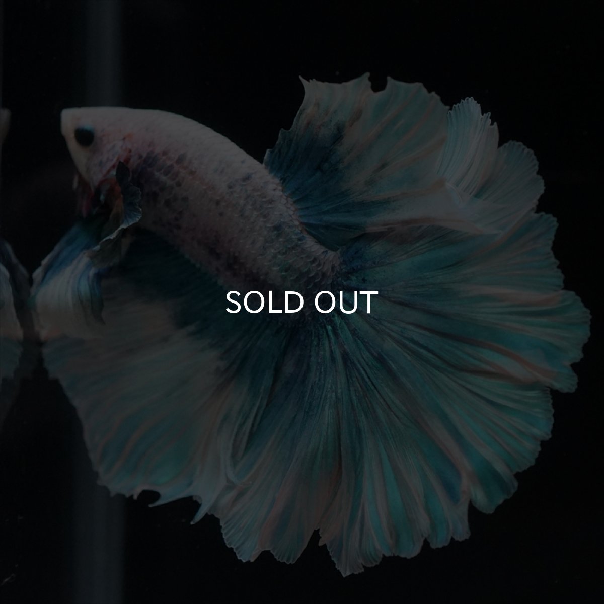 画像3: HM　ファンシーブルー　ローズテール (3)