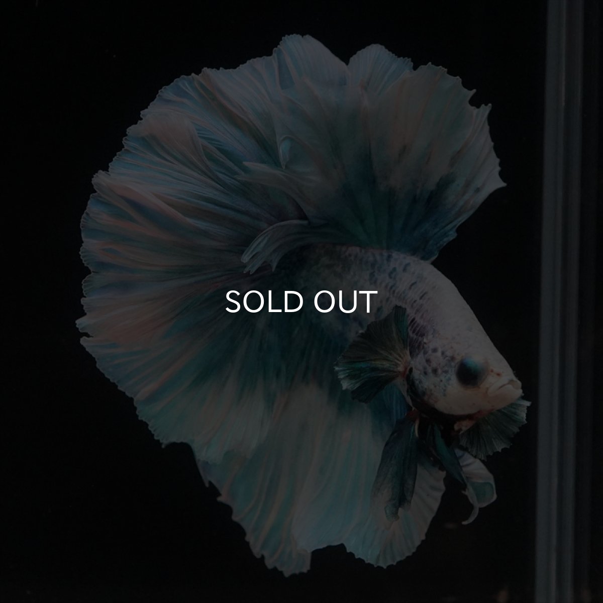 画像2: HM　ファンシーブルー　ローズテール (2)