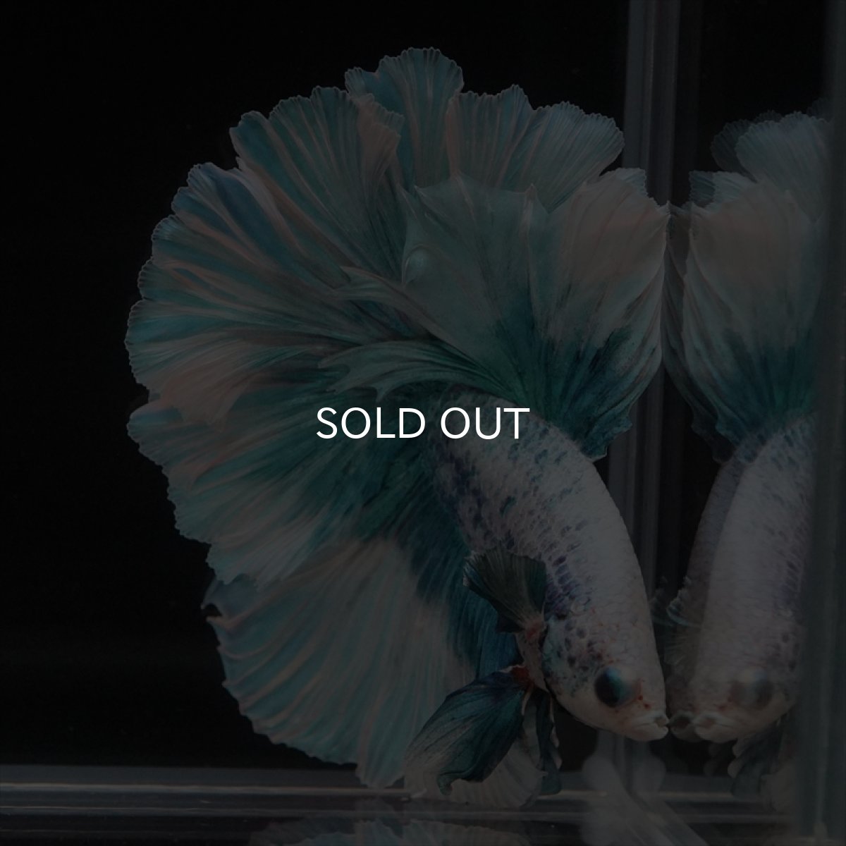 画像7: HM　ファンシーブルー　ローズテール (7)