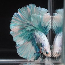 画像7: HM　ファンシーブルー　ローズテール (7)