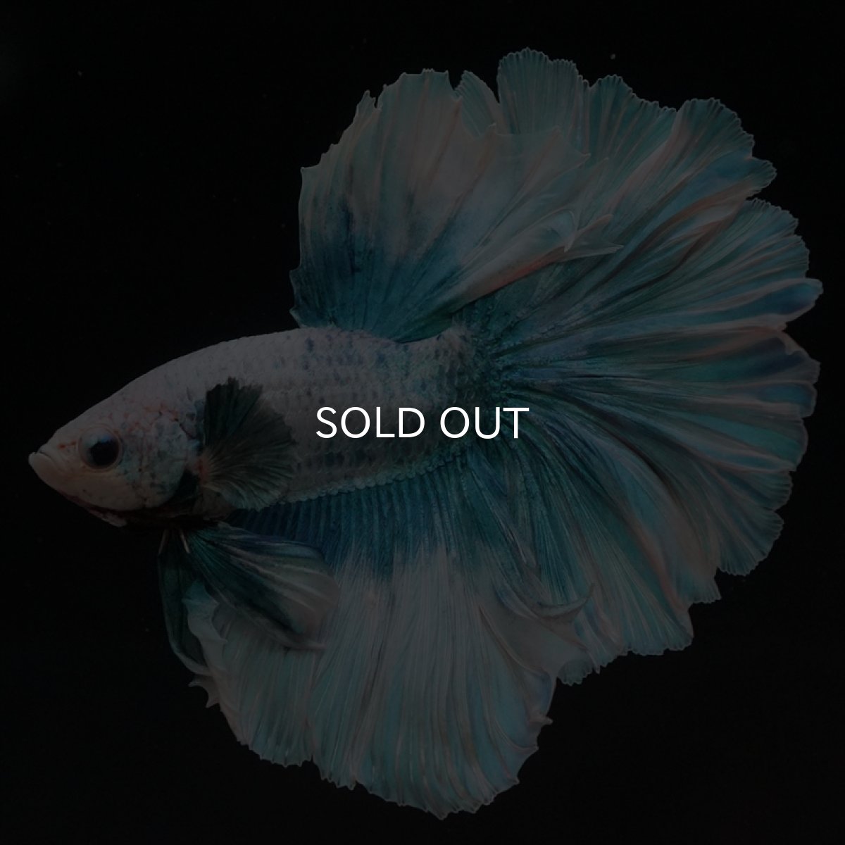 画像6: HM　ファンシーブルー　ローズテール (6)