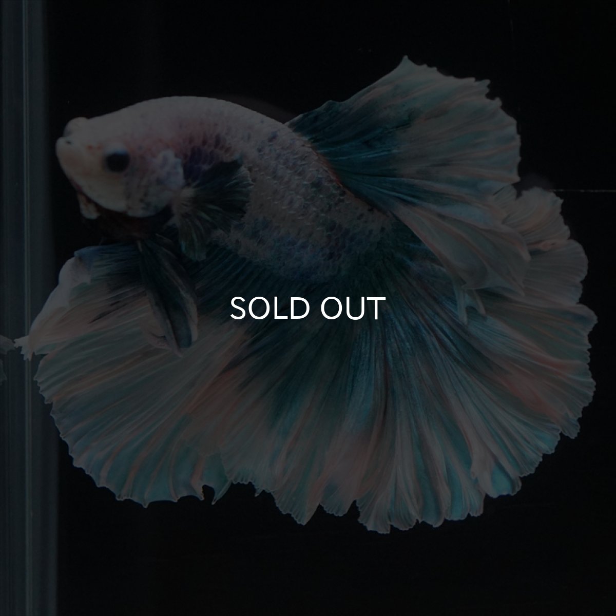 画像5: HM　ファンシーブルー　ローズテール (5)