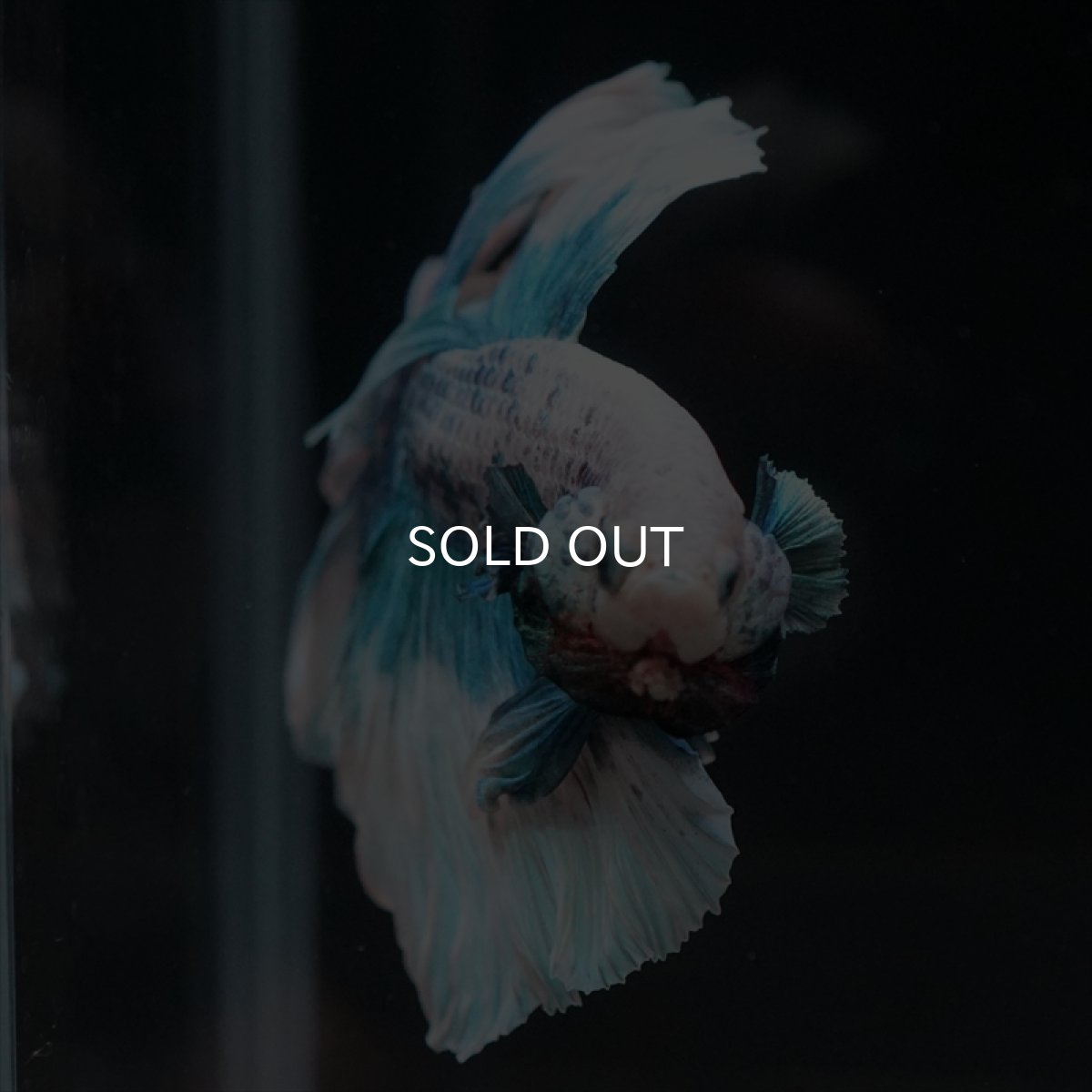 画像4: HM　ファンシーブルー　ローズテール (4)