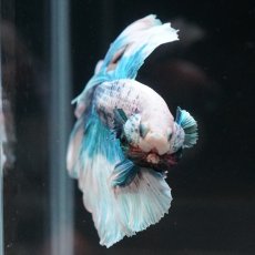 画像4: HM　ファンシーブルー　ローズテール (4)