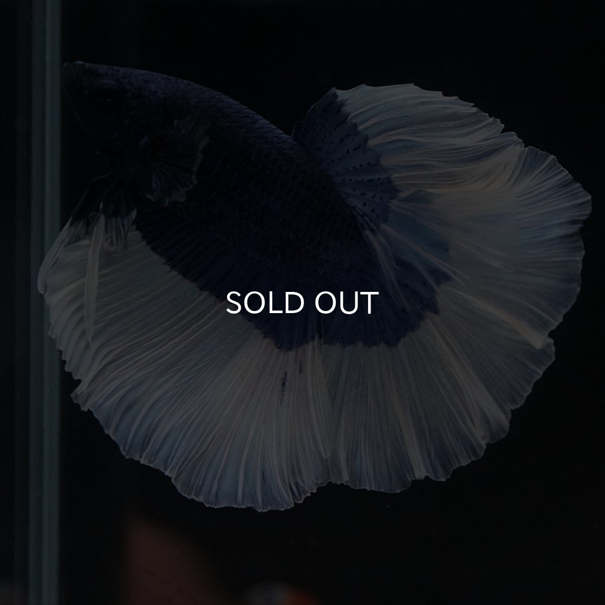 画像2: HM　ブルーバタフライ (2)