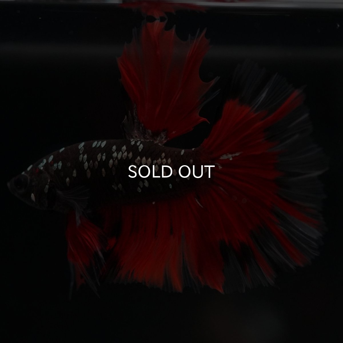 画像19: HM　ブラックカッパースター (19)