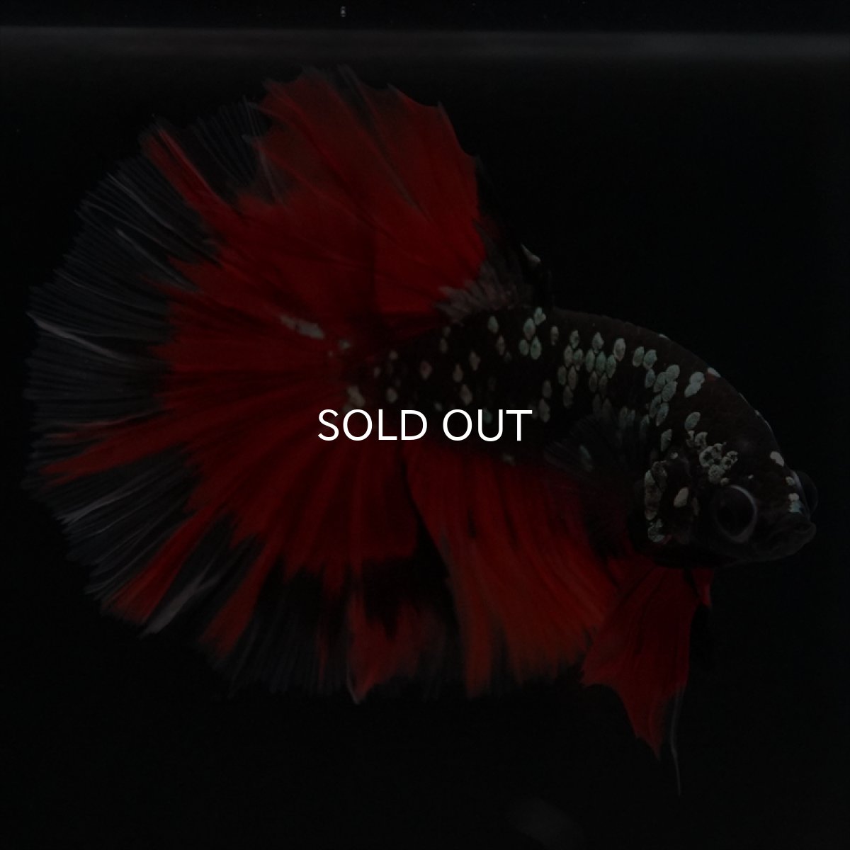 画像18: HM　ブラックカッパースター (18)