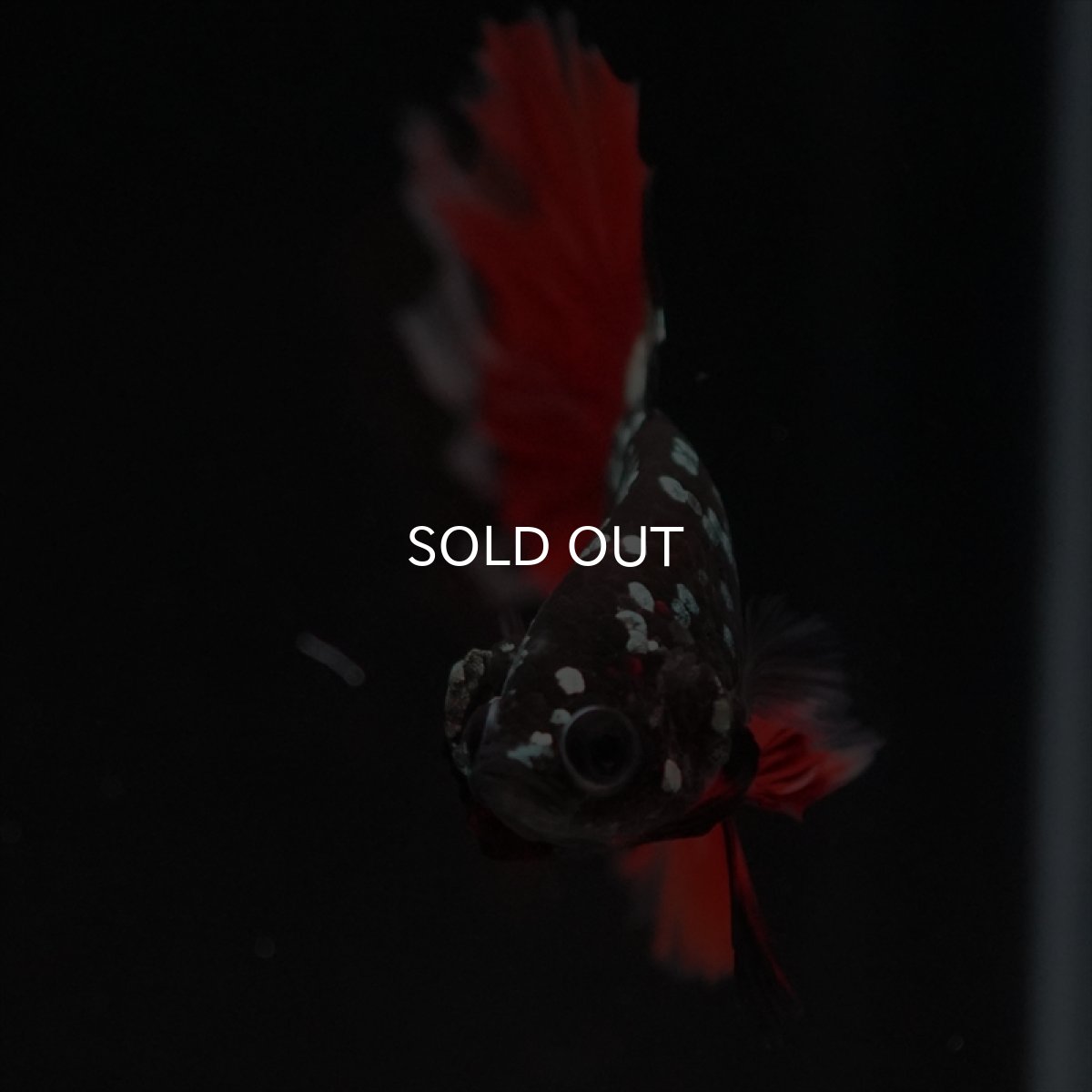 画像17: HM　ブラックカッパースター (17)