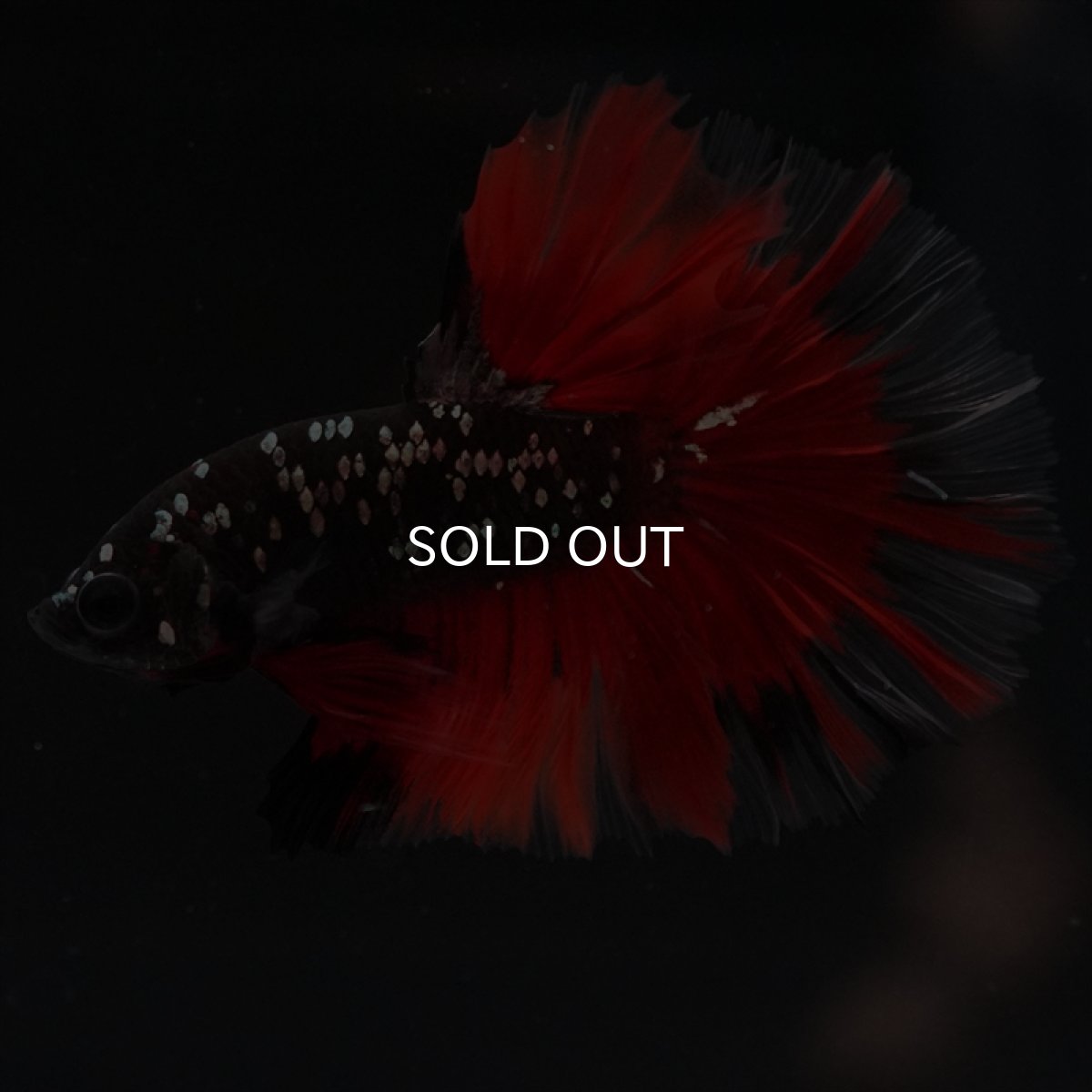 画像16: HM　ブラックカッパースター (16)