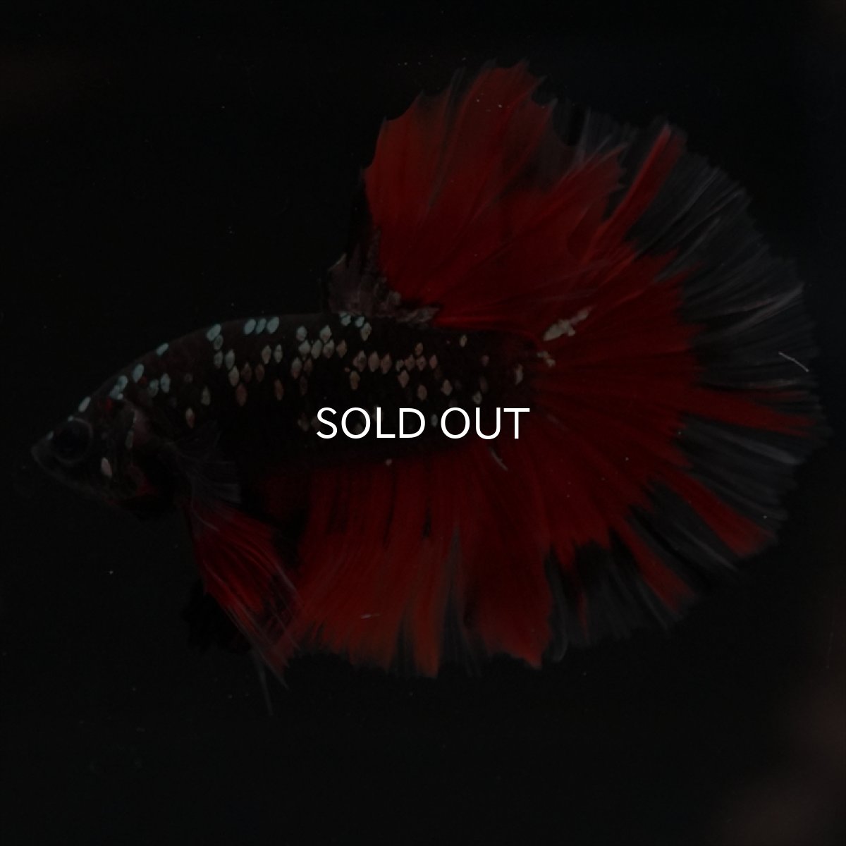 画像15: HM　ブラックカッパースター (15)