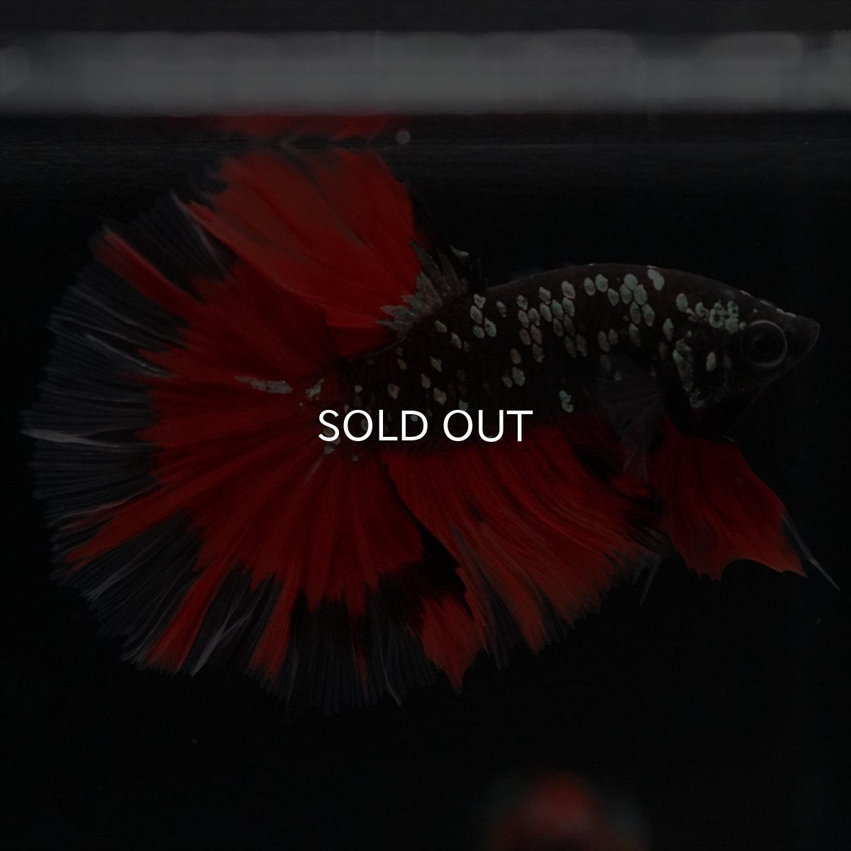 画像12: HM　ブラックカッパースター (12)