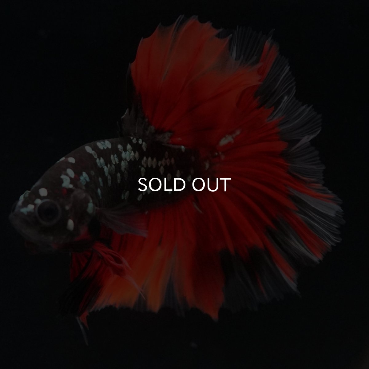 画像11: HM　ブラックカッパースター (11)