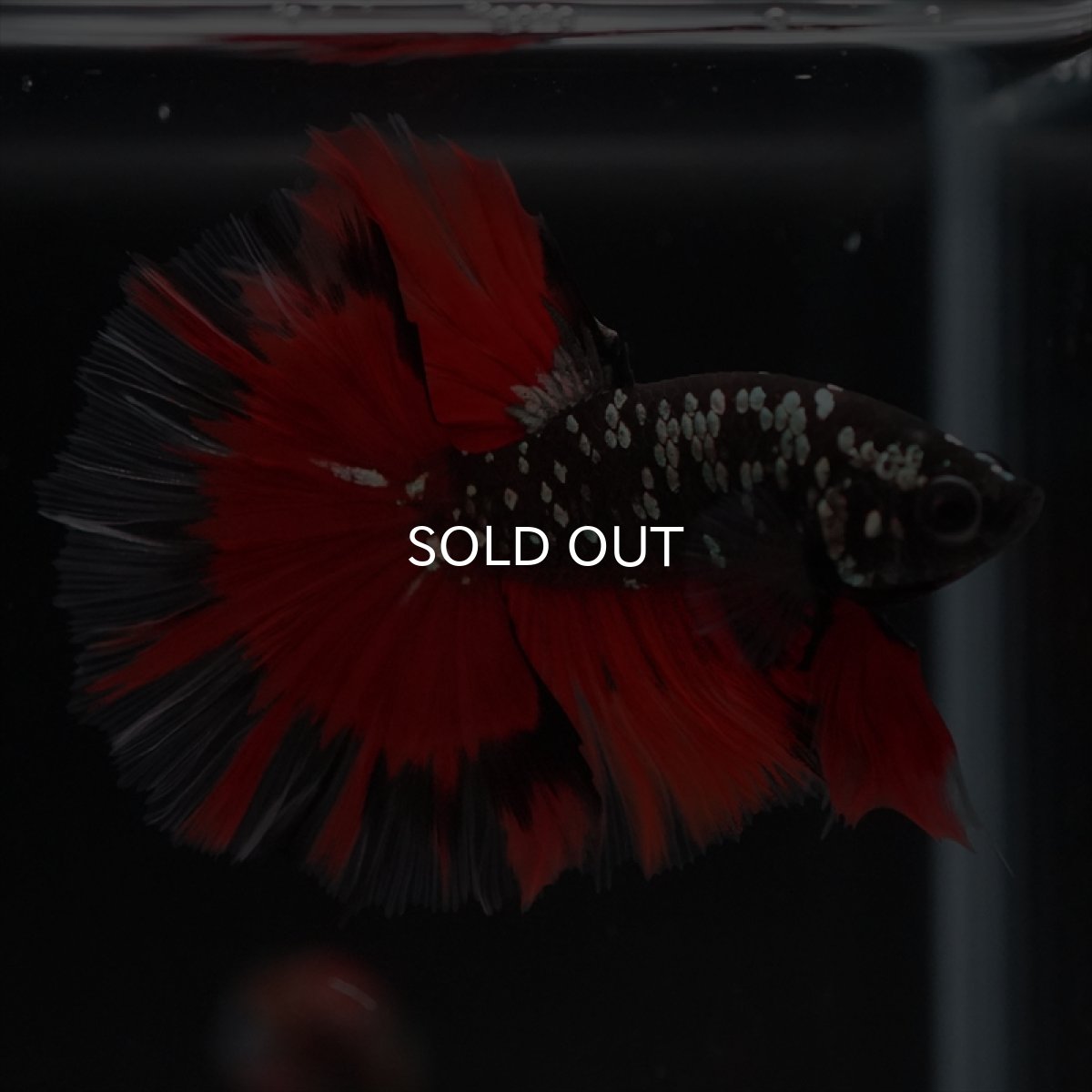 画像10: HM　ブラックカッパースター (10)