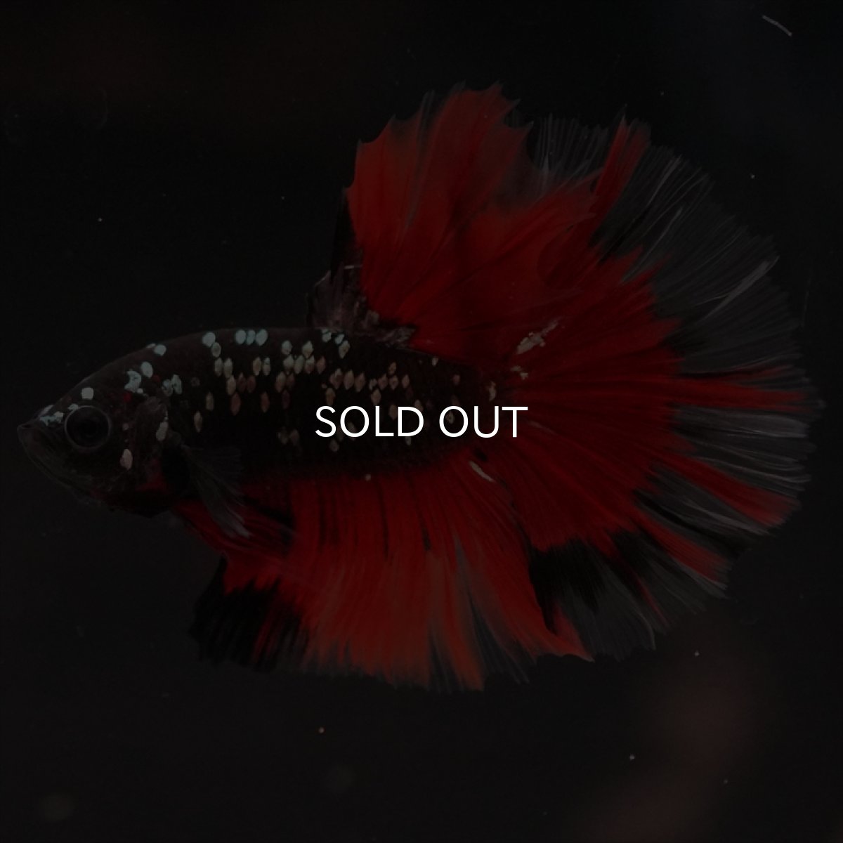 画像9: HM　ブラックカッパースター (9)