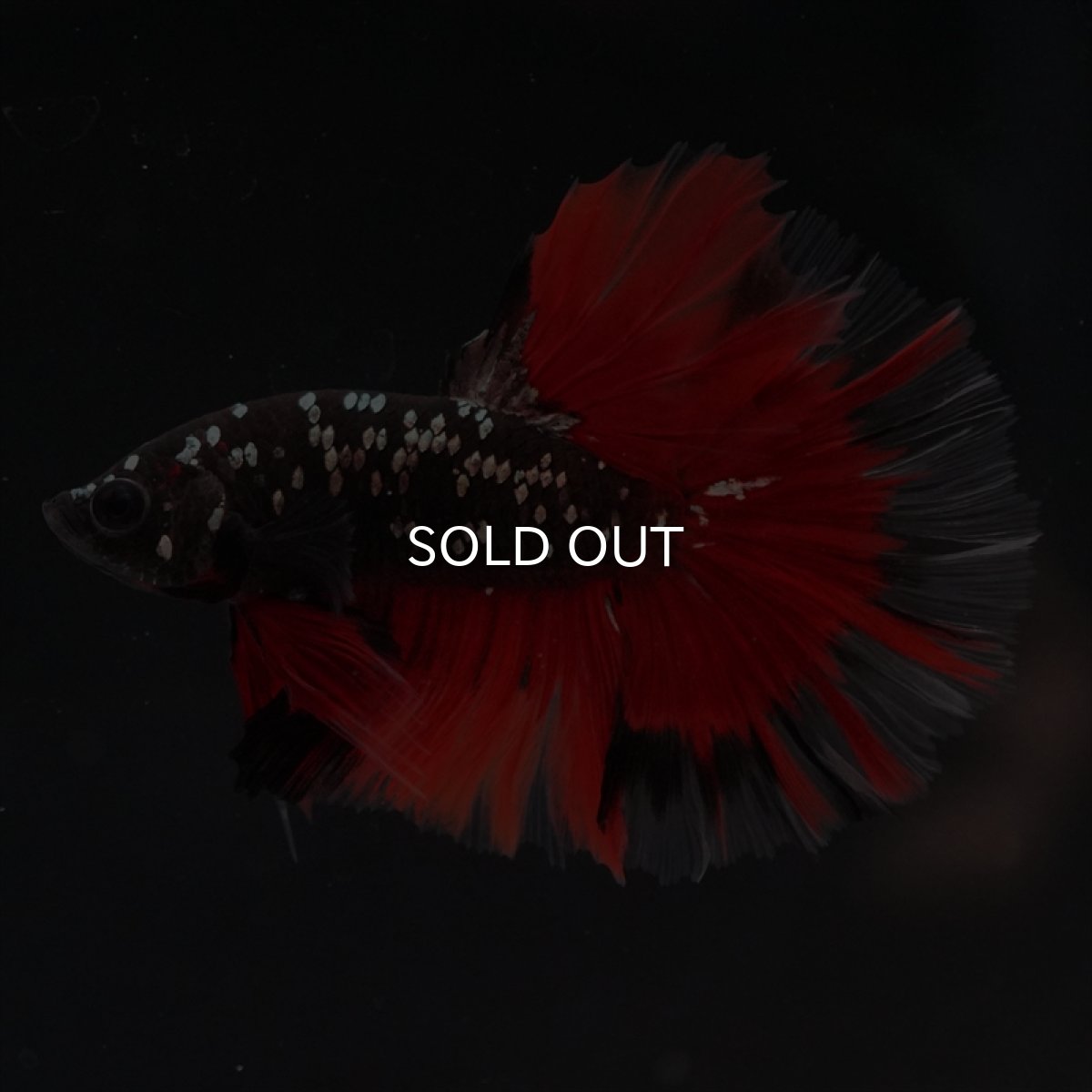 画像8: HM　ブラックカッパースター (8)