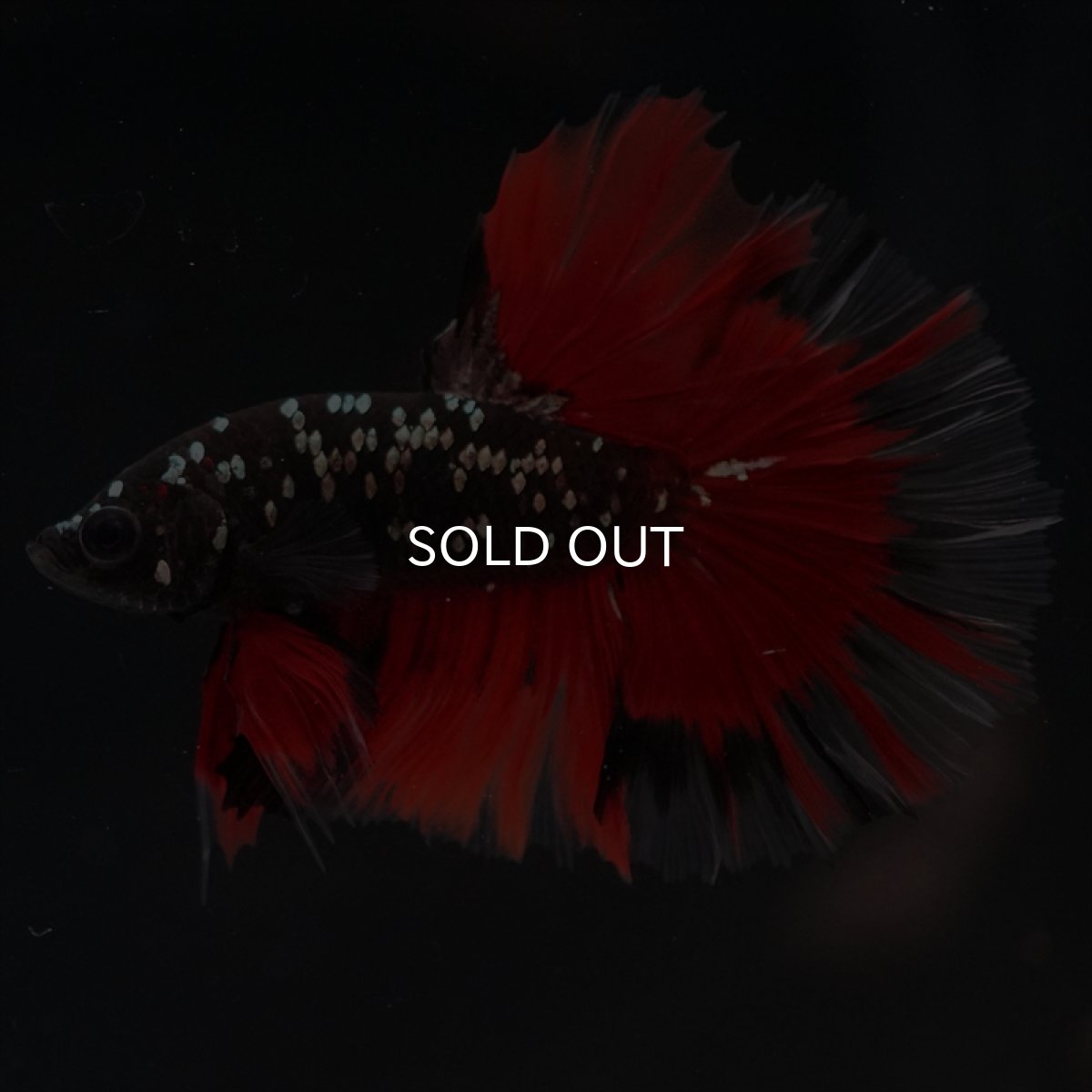 画像7: HM　ブラックカッパースター (7)