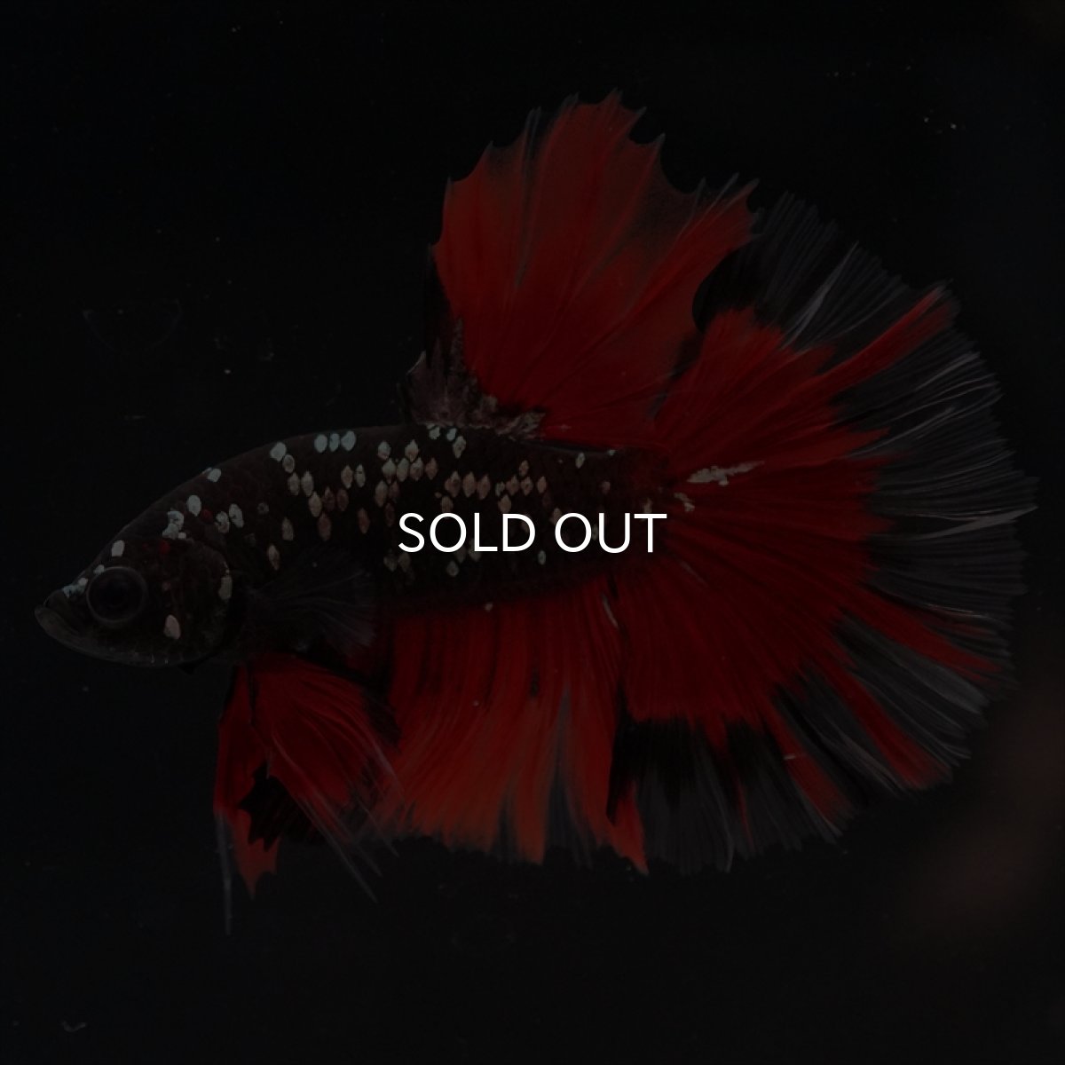 画像6: HM　ブラックカッパースター (6)