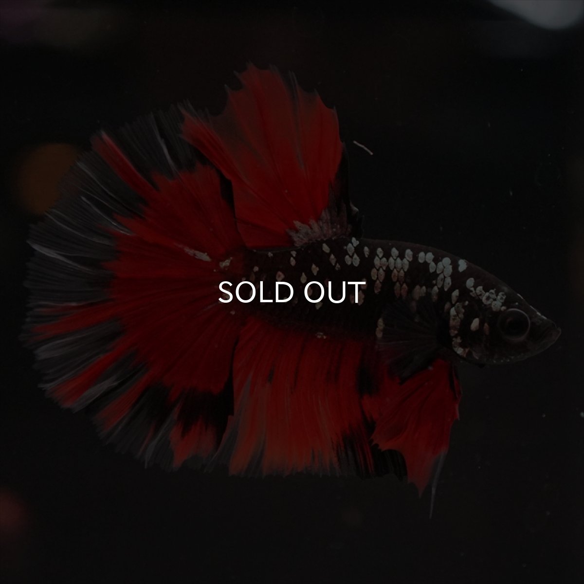 画像4: HM　ブラックカッパースター (4)