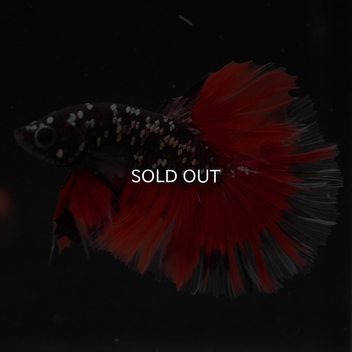 画像3: HM　ブラックカッパースター (3)