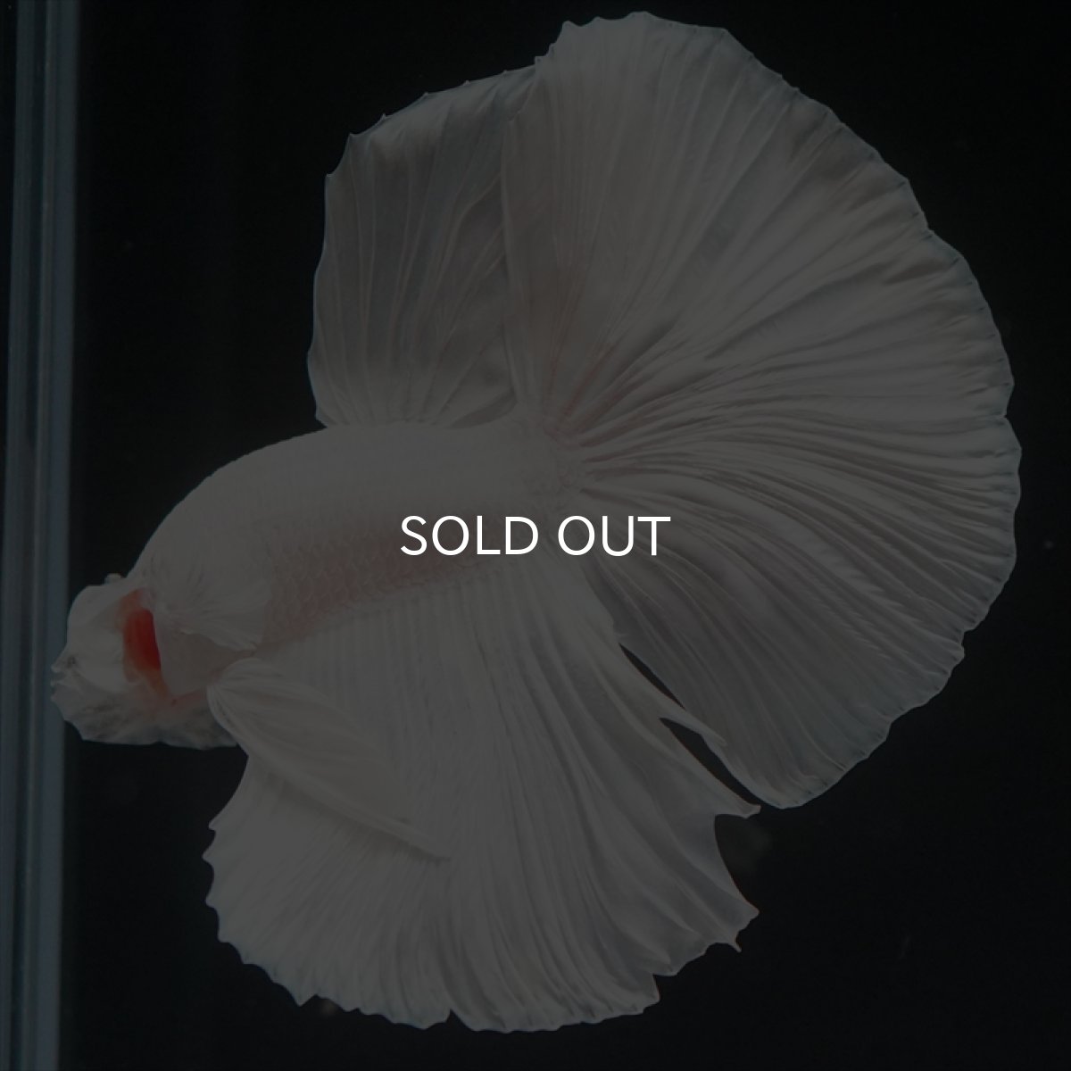 画像3: HM　ホワイト (3)