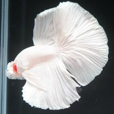 画像3: HM　ホワイト (3)