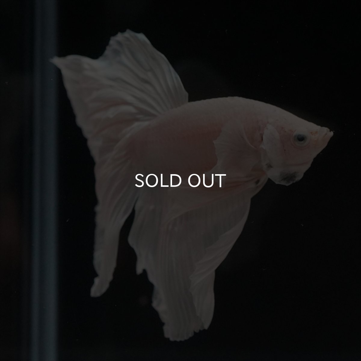 画像9: HM　ホワイト (9)