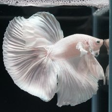 画像1: HM　ホワイト (1)